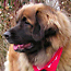 zum Leonberger Hund