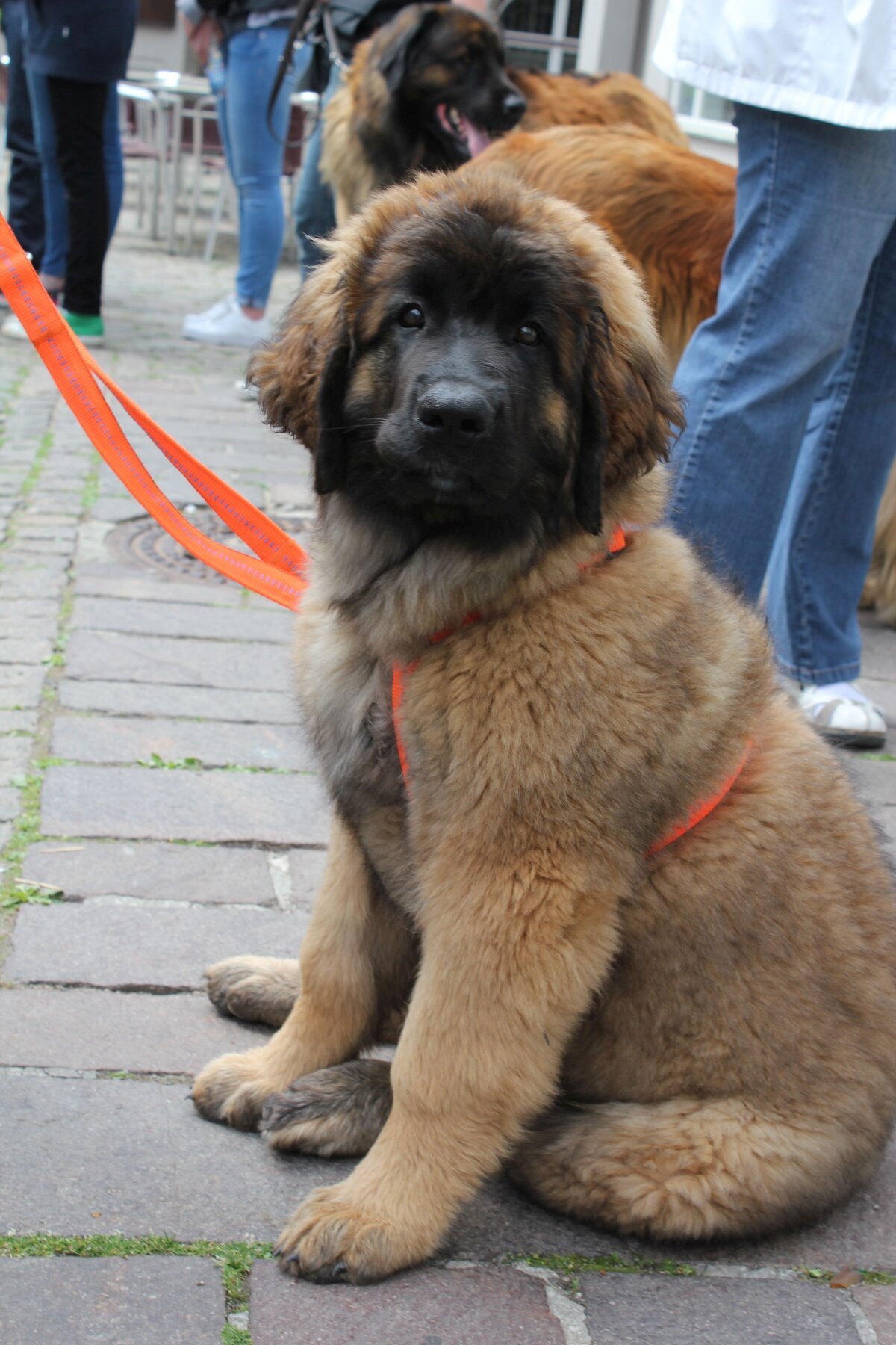 Leonberger Welpe
