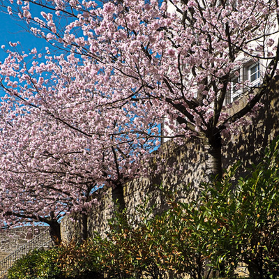 Bild vergr&ouml;&szlig;ern: Kirschblüte Pomeranzengarten