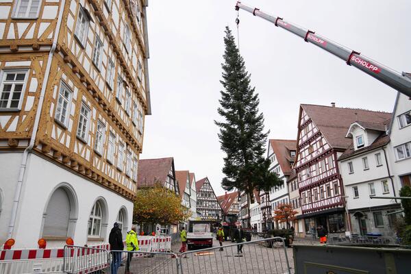 Eine Tanne hängt an einem Kran.
