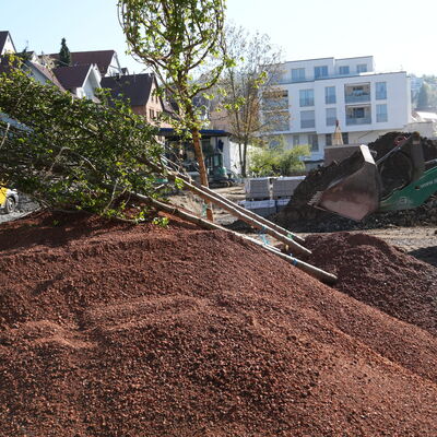 Bild vergr&ouml;&szlig;ern: Bäume liegen bereit, um eingepflanzt zu werden.