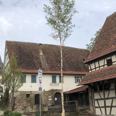 Bild vergr&ouml;&szlig;ern: Maibaum