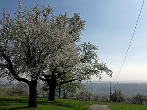 StrÃ¼mpfelbacher Steige nach Esslingen