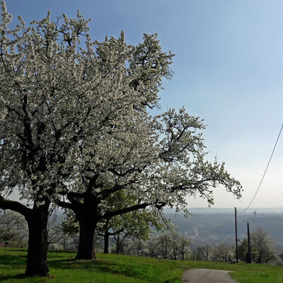 StrÃ¼mpfelbacher Steige nach Esslingen