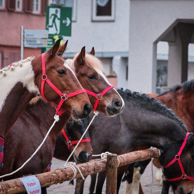Bild vergr&ouml;&szlig;ern: Pferdemarkt 2026: Haupttag