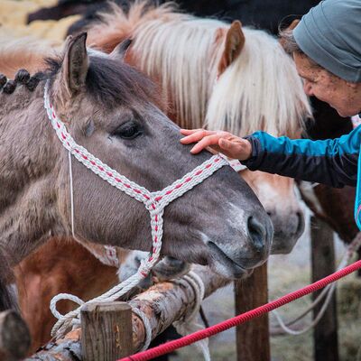 Bild vergr&ouml;&szlig;ern: Pferdemarkt 2026: Haupttag