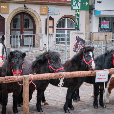 Bild vergr&ouml;&szlig;ern: Pferdemarkt 2026: Haupttag