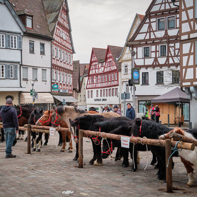 Bild vergr&ouml;&szlig;ern: Pferdemarkt 2026: Haupttag