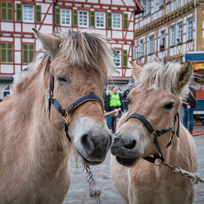 Bild vergr&ouml;&szlig;ern: Pferdemarkt 2026: Haupttag