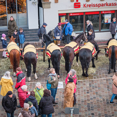 Bild vergr&ouml;&szlig;ern: Pferdemarkt 2026: Haupttag