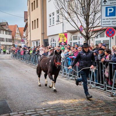 Bild vergr&ouml;&szlig;ern: Pferdemarkt 2026: Haupttag