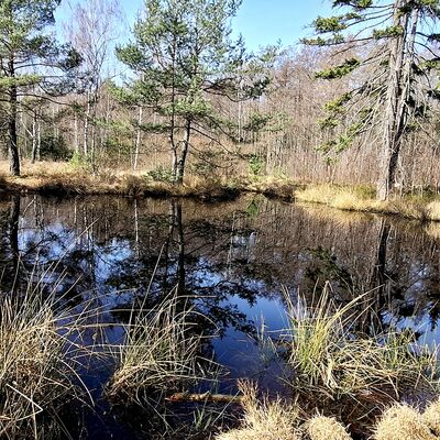 Bild vergr&ouml;&szlig;ern: Birkensee