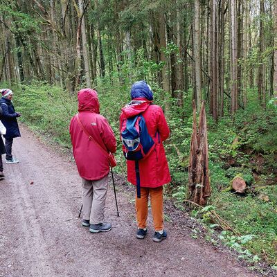 Bild vergr&ouml;&szlig;ern: Frühblüherwanderung