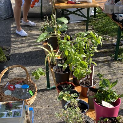 Bild vergr&ouml;&szlig;ern: Pflanzenflohmarkt