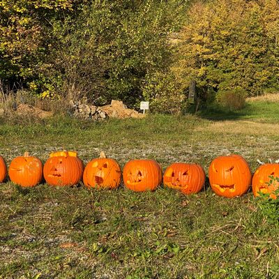 Bild vergr&ouml;&szlig;ern: Kürbisgeist