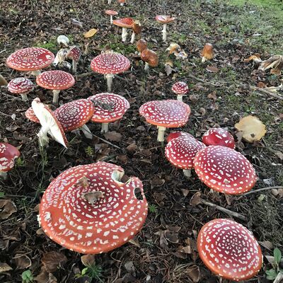 Bild vergr&ouml;&szlig;ern: Waldpilze