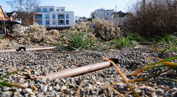 Bild vergr&ouml;&szlig;ern: Stadtgarten - freiliegende Bewässerungsleitungen