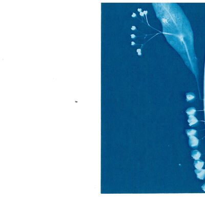 Bild vergr&ouml;&szlig;ern: Blaudruck von Lindenblüte und Traubenhyazinthe