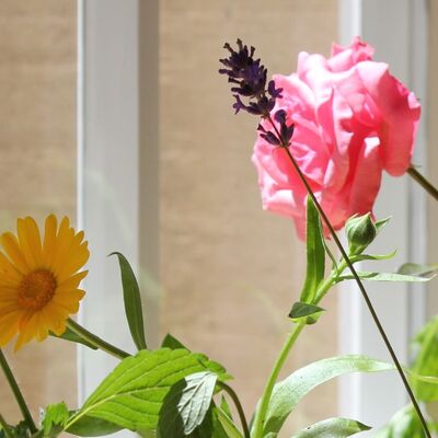 Bild vergr&ouml;&szlig;ern: Duftblüten Rose und Lavendel, Schmuckblüte Calendula