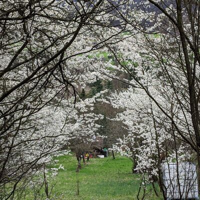 Bild vergr&ouml;&szlig;ern: Ramtel-Natur