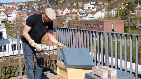 Bild vergr&ouml;&szlig;ern: Rathausbienen BienenBleibe