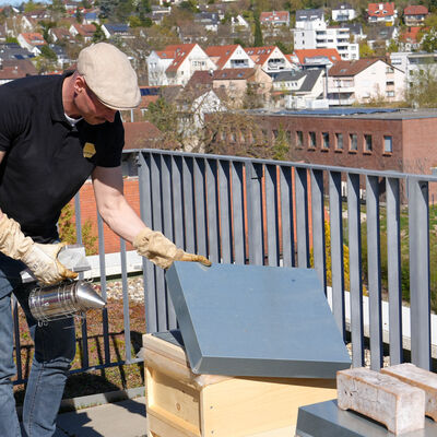Rathausbienen BienenBleibe