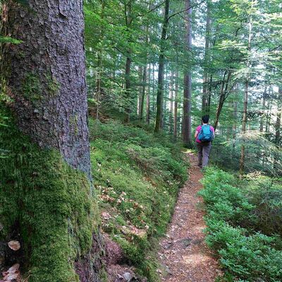 Bild vergr&ouml;&szlig;ern: Unterwegs auf dem Seensteig