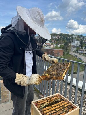 Bild vergr&ouml;&szlig;ern: Franz Reinharz von der BienenBleibe prüft die Brut und kontrolliert, ob neue Königinnenzellen angelegt wurden.