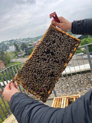 Bild vergr&ouml;&szlig;ern: Bienenkönigin auf Wabe mit einem weißem Punkt markiert.
