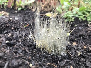 Pilze kennenlernen