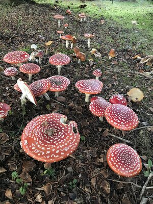 Pilze kennenlernen