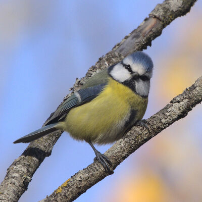 Bild vergr&ouml;&szlig;ern: Blaumeise