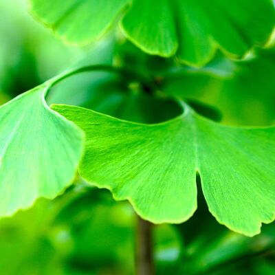 Bild vergr&ouml;&szlig;ern: Gingko-Blätter