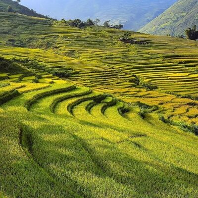 Bild vergr&ouml;&szlig;ern: Reisfelder in Vietnam
