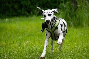 Rennender Hund
