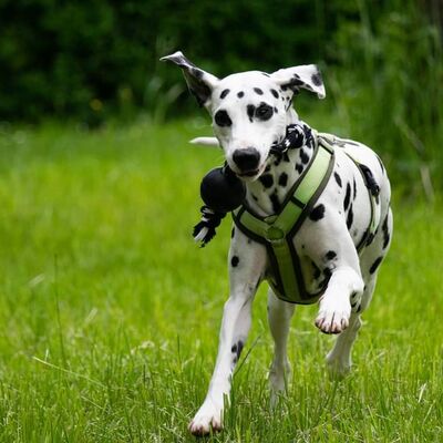 Bild vergr&ouml;&szlig;ern: Rennender Hund